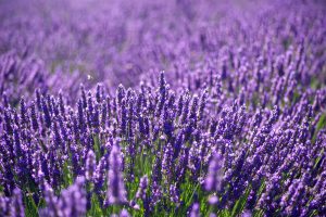 lavender