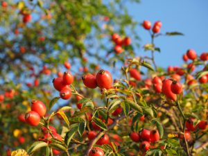 rosehips